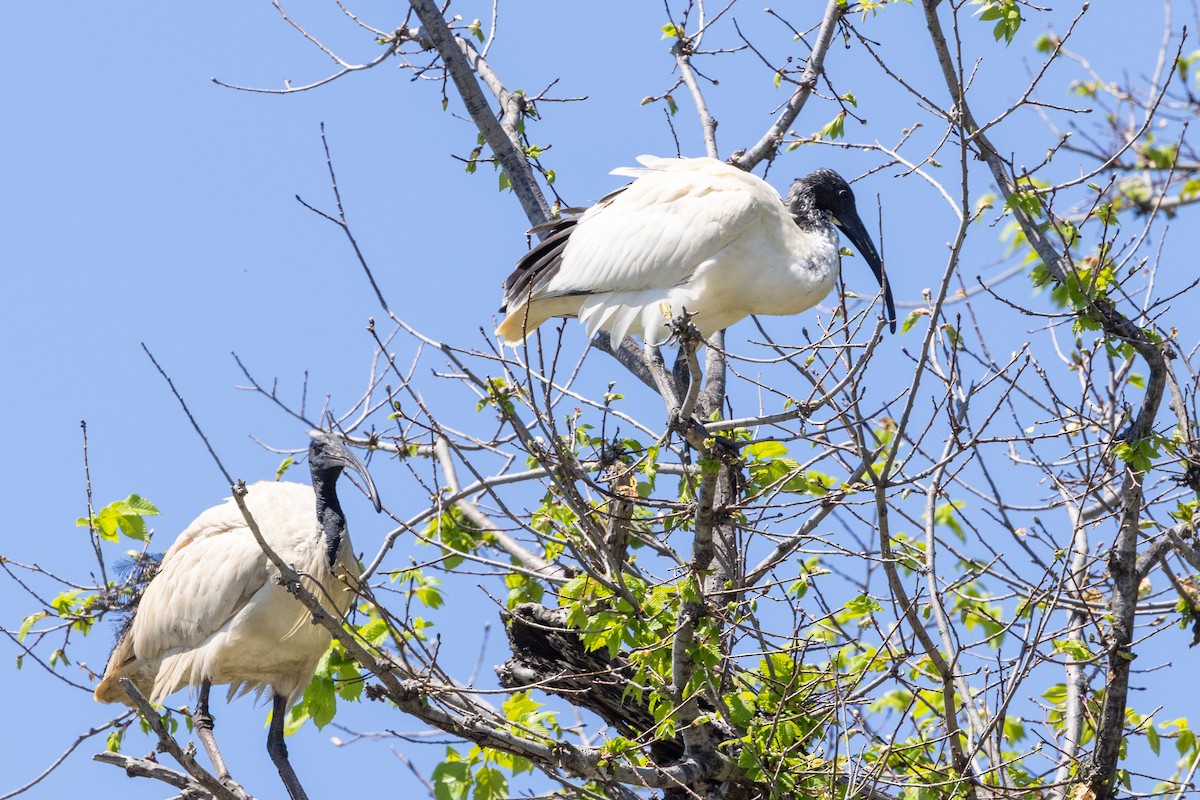 Australian Ibis - ML644507387