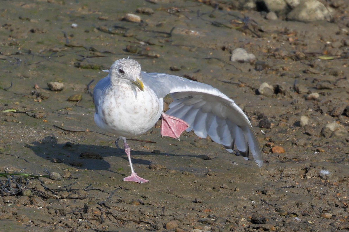 アイスランドカモメ（亜種 カナダカモメ） - ML644507396