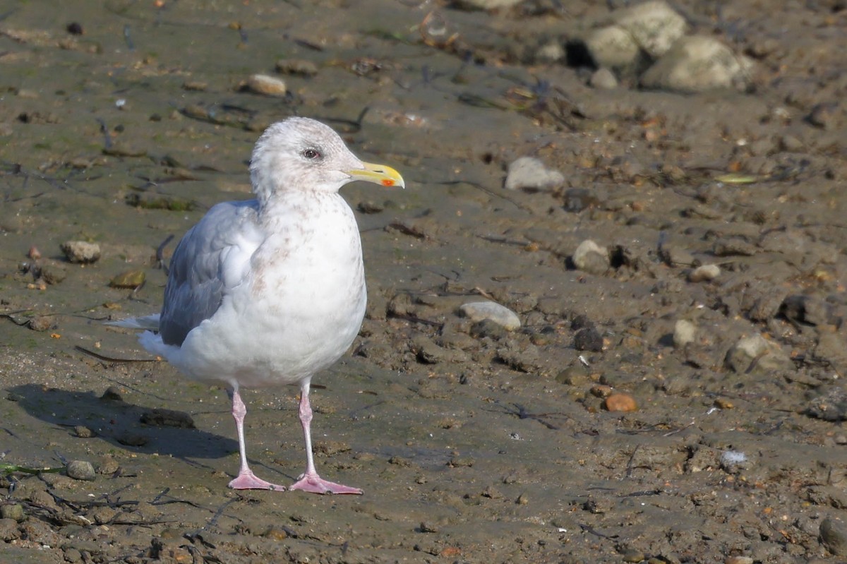 アイスランドカモメ（亜種 カナダカモメ） - ML644507397