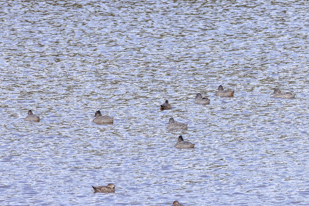 Affengans - ML644507399