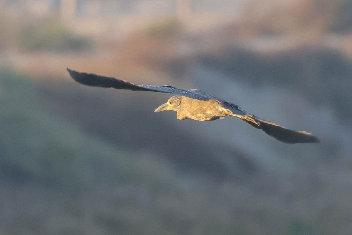 Yellow-crowned Night Heron - ML644507401