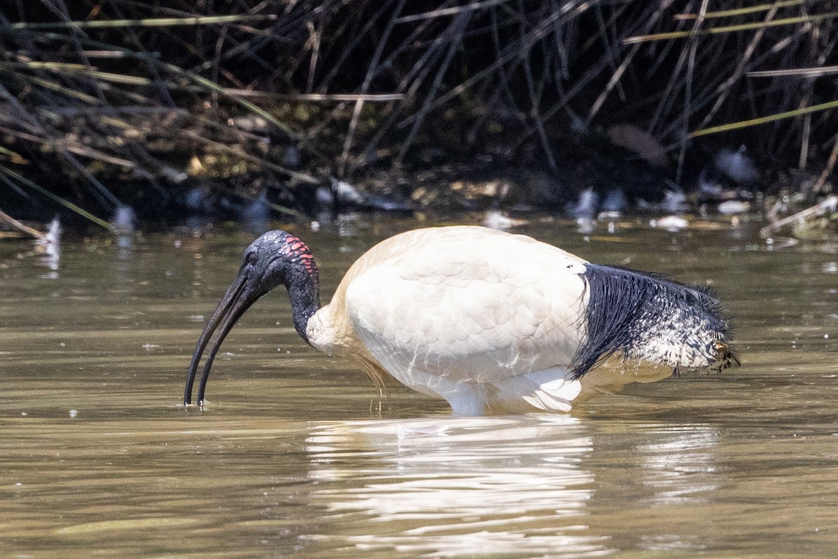 Australian Ibis - ML644507463