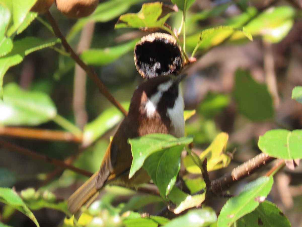 White-browed Fulvetta - ML644507555