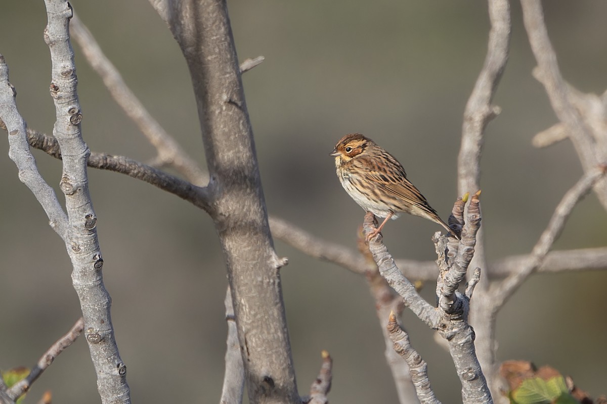 小鵐 - ML644507576