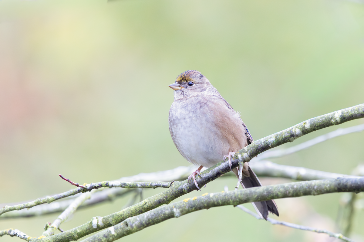 Golden-crowned Sparrow - ML644507614