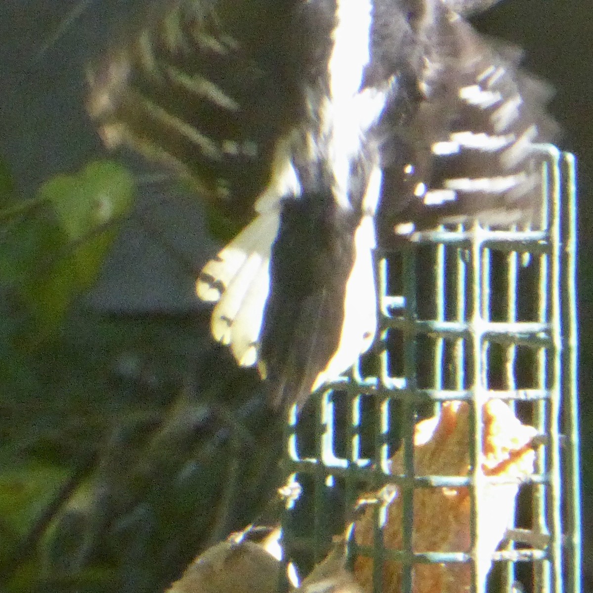 Pico Pubescente - ML644507624