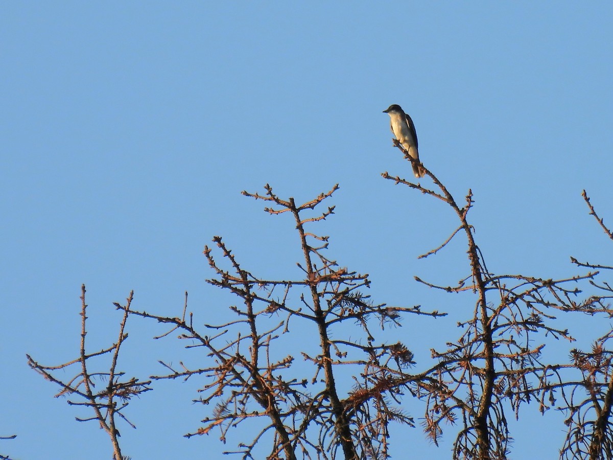Eastern Kingbird - ML644507626