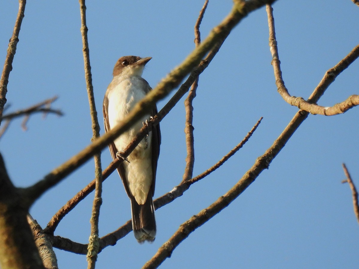 Eastern Kingbird - ML644507627