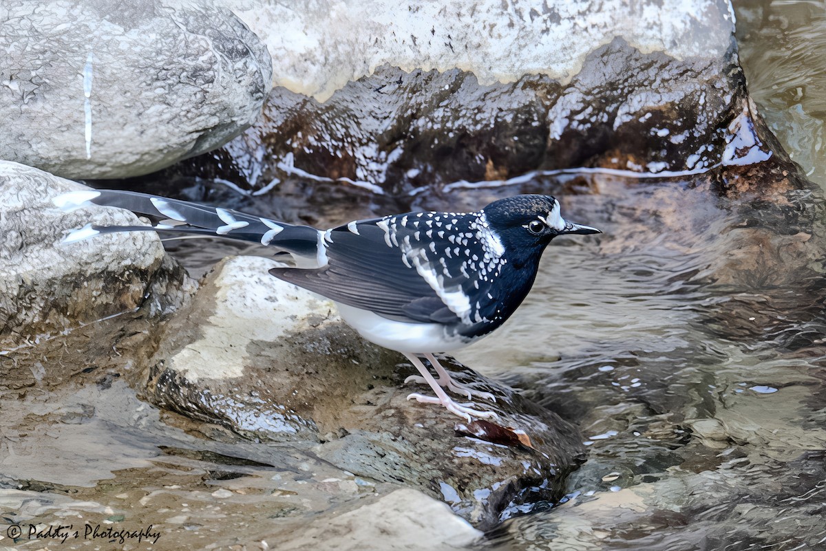 Spotted Forktail - ML644507633