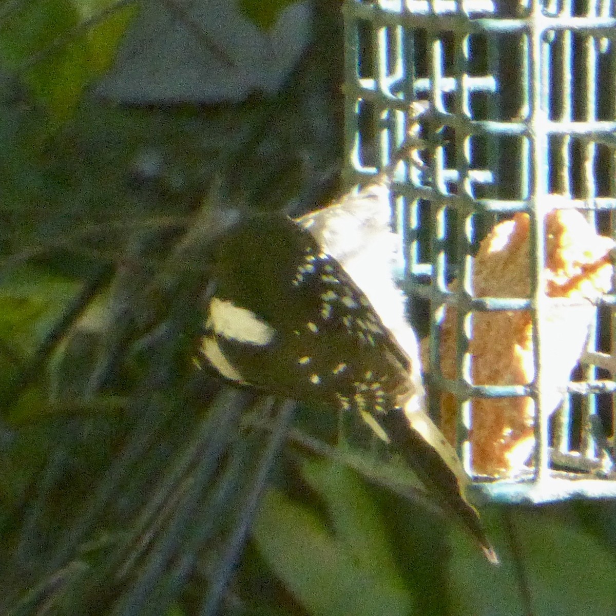 Pico Pubescente - ML644507641