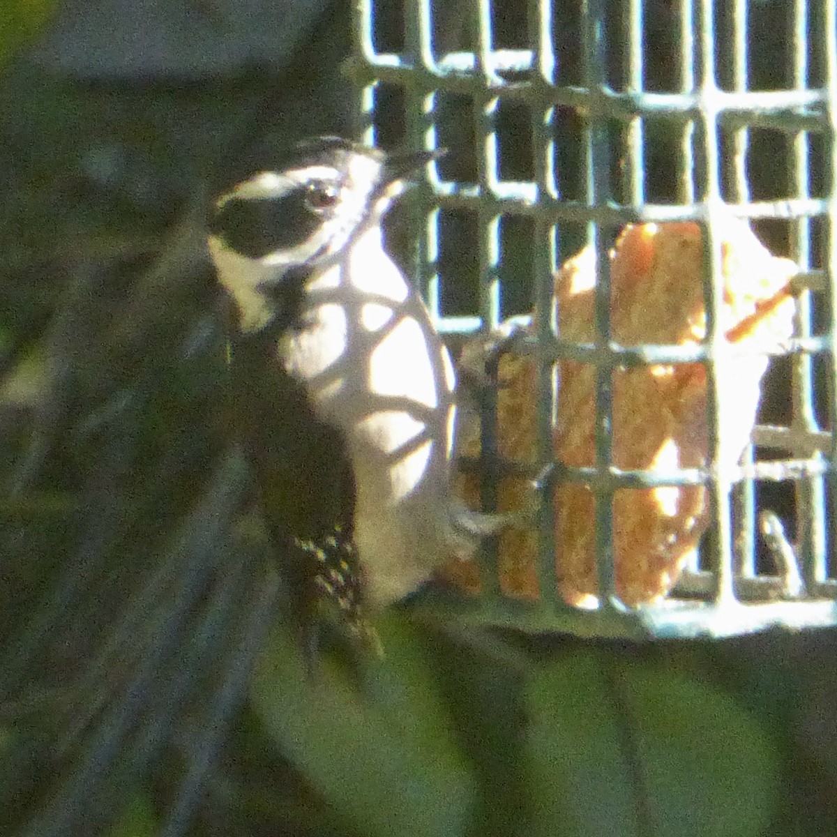 Pico Pubescente - ML644507672