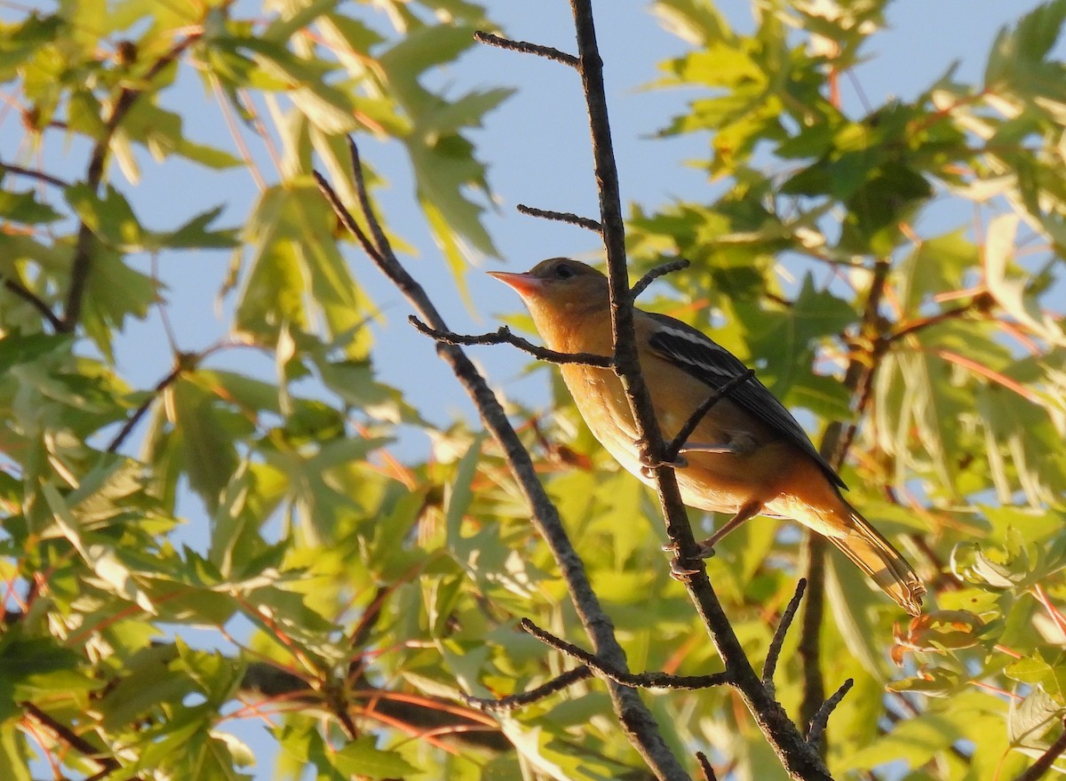 Oriole de Baltimore - ML644507686