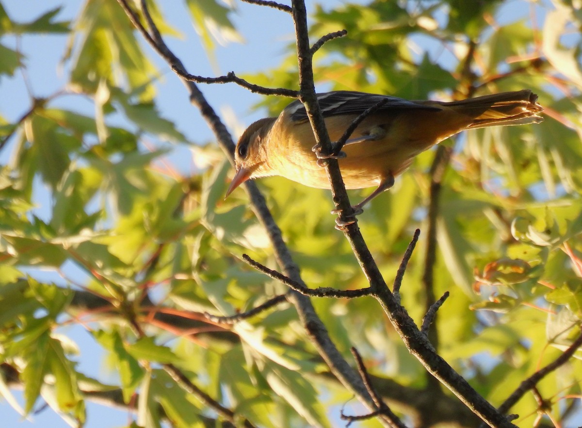 Oriole de Baltimore - ML644507687