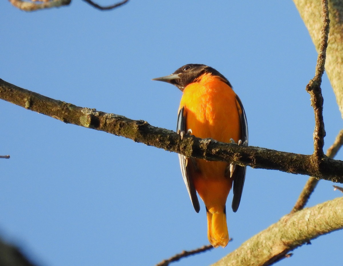 Oriole de Baltimore - ML644507690