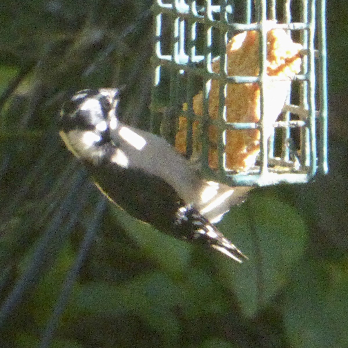 Pico Pubescente - ML644507694