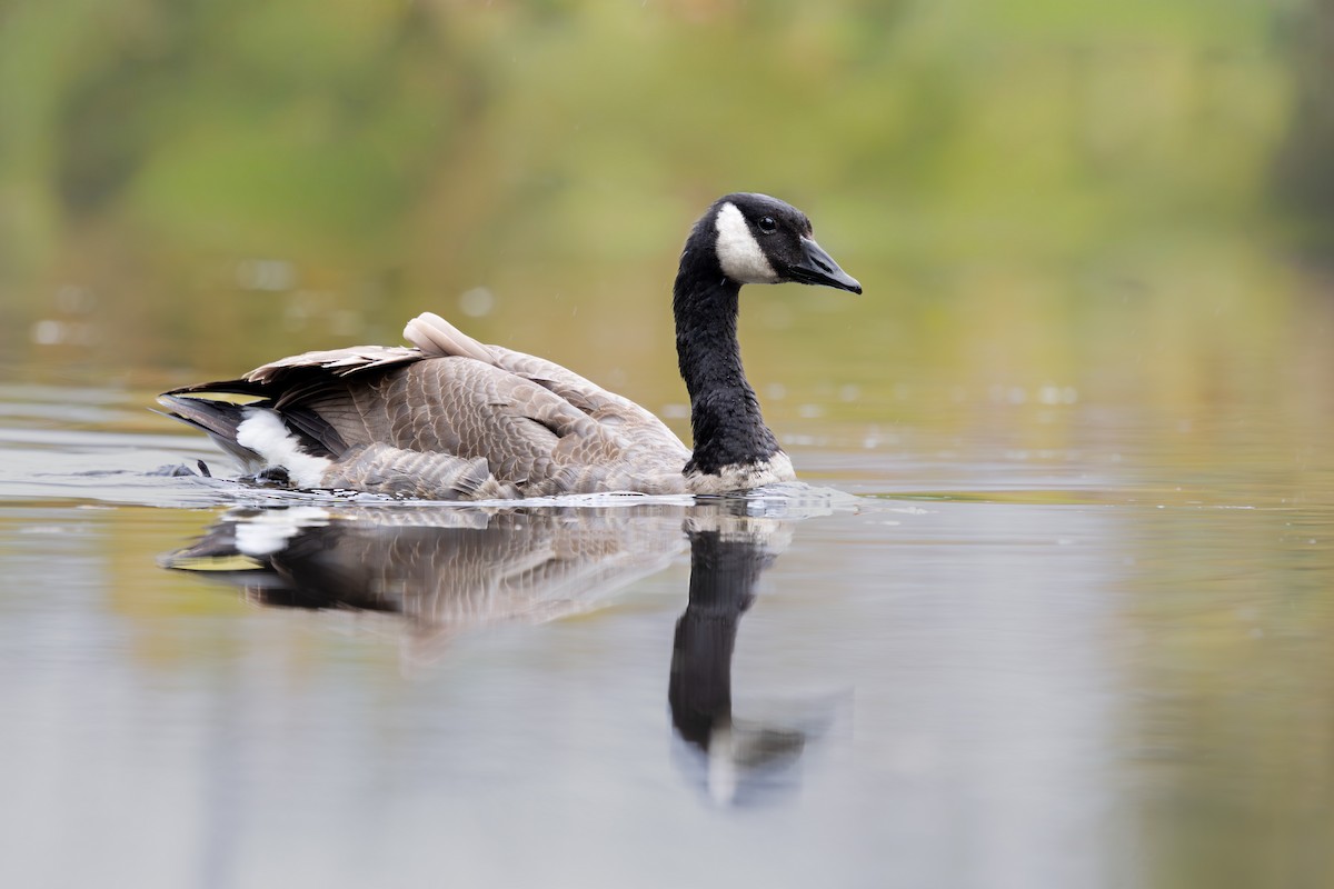 ברנטה קנדית - ML644507702