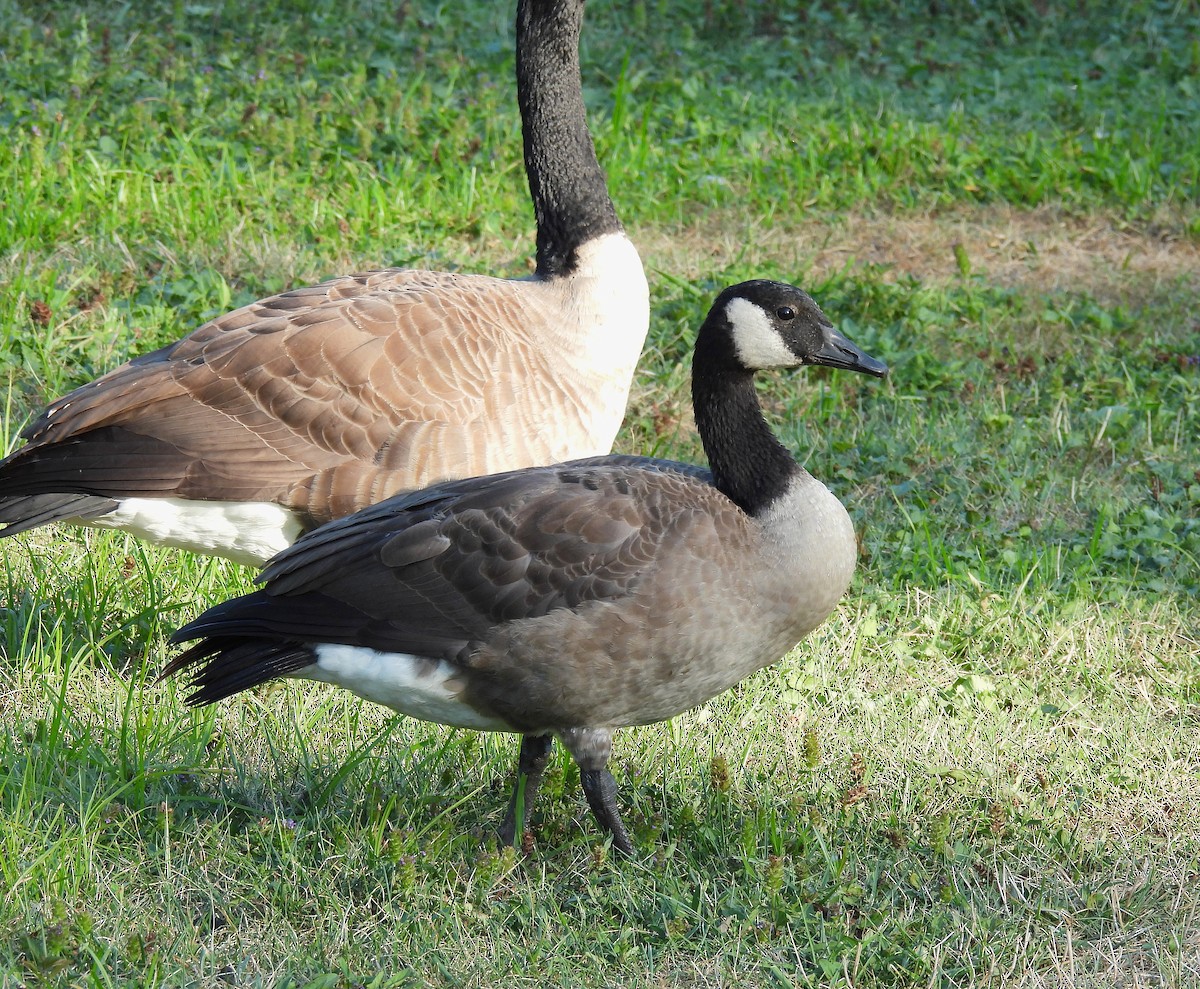 Bernache du Canada - ML644507706