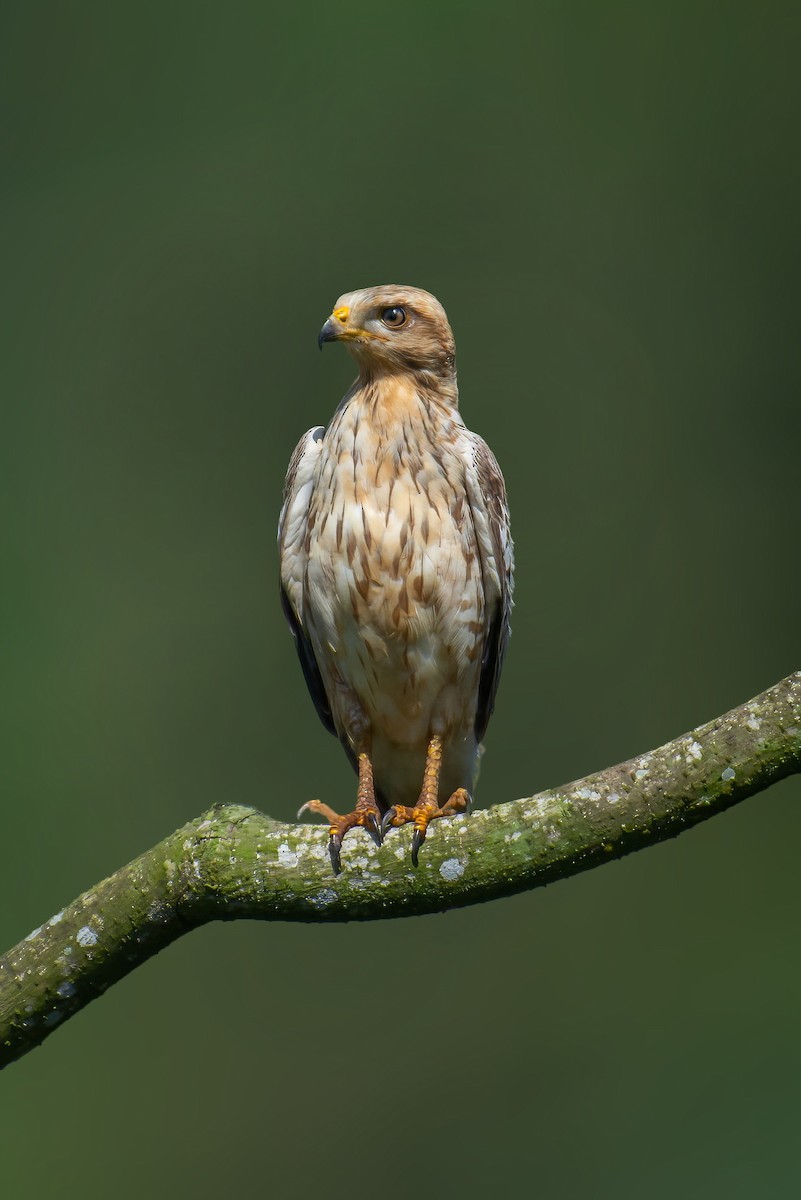 Ak Gözlü Tesa - ML644507711