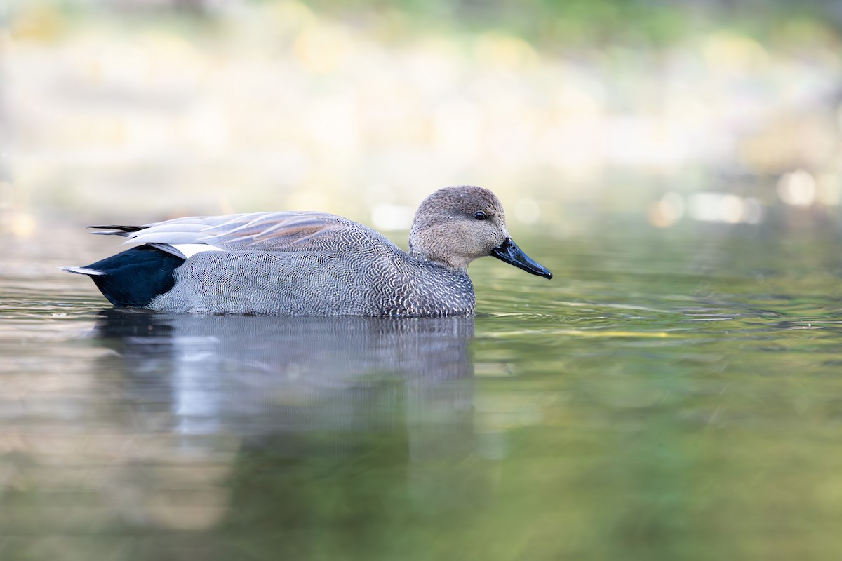 ברווז אפור - ML644507712