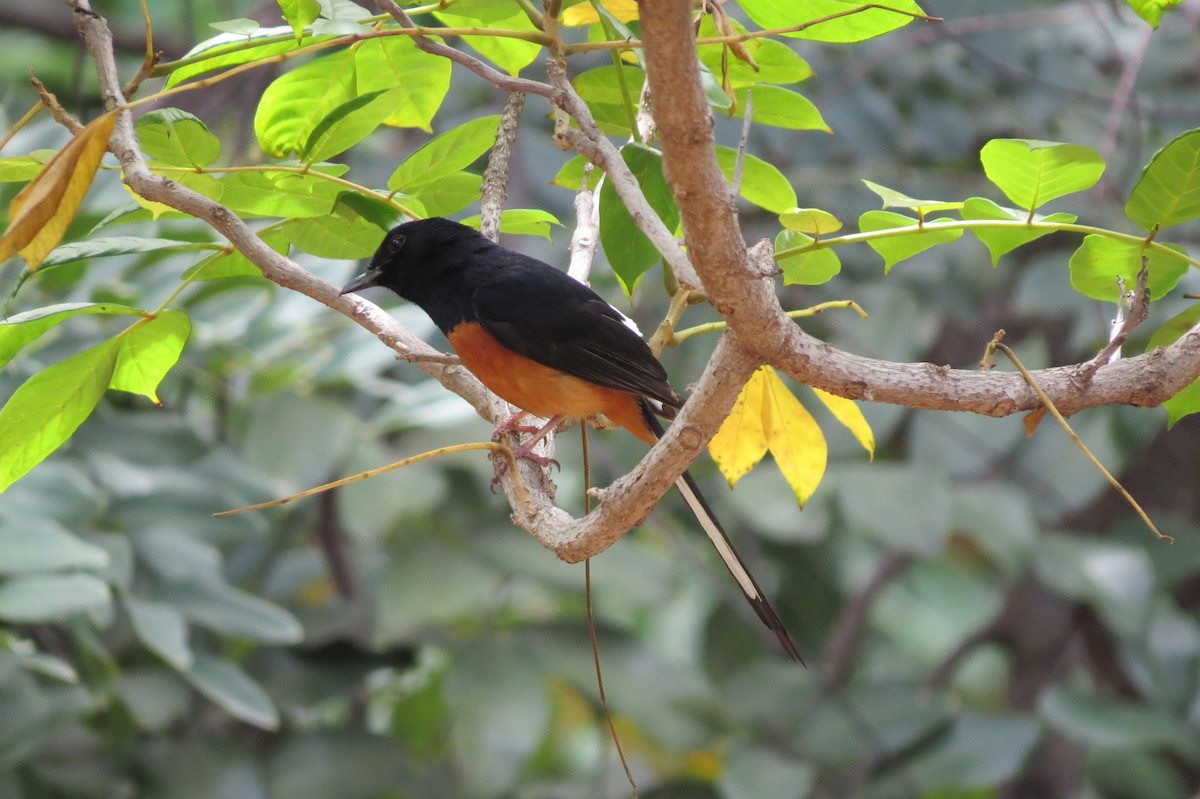 White-rumped Shama - ML644507719