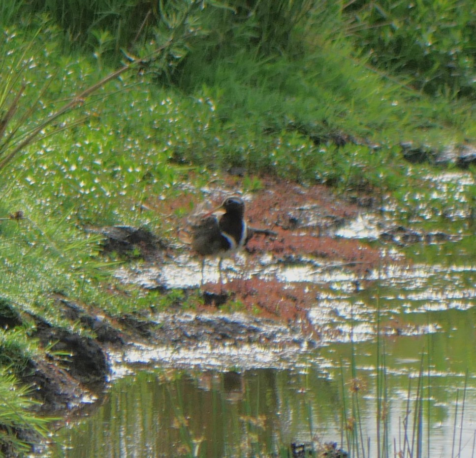 Australian Painted-Snipe - ML644507720