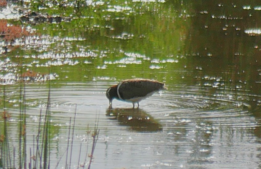 Australian Painted-Snipe - ML644507721