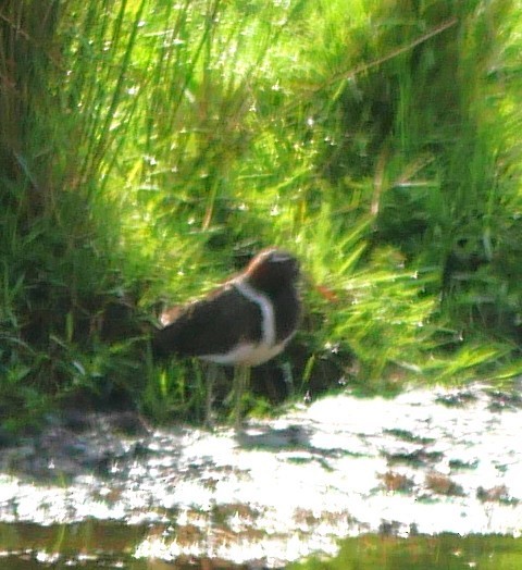 Australian Painted-Snipe - ML644507722