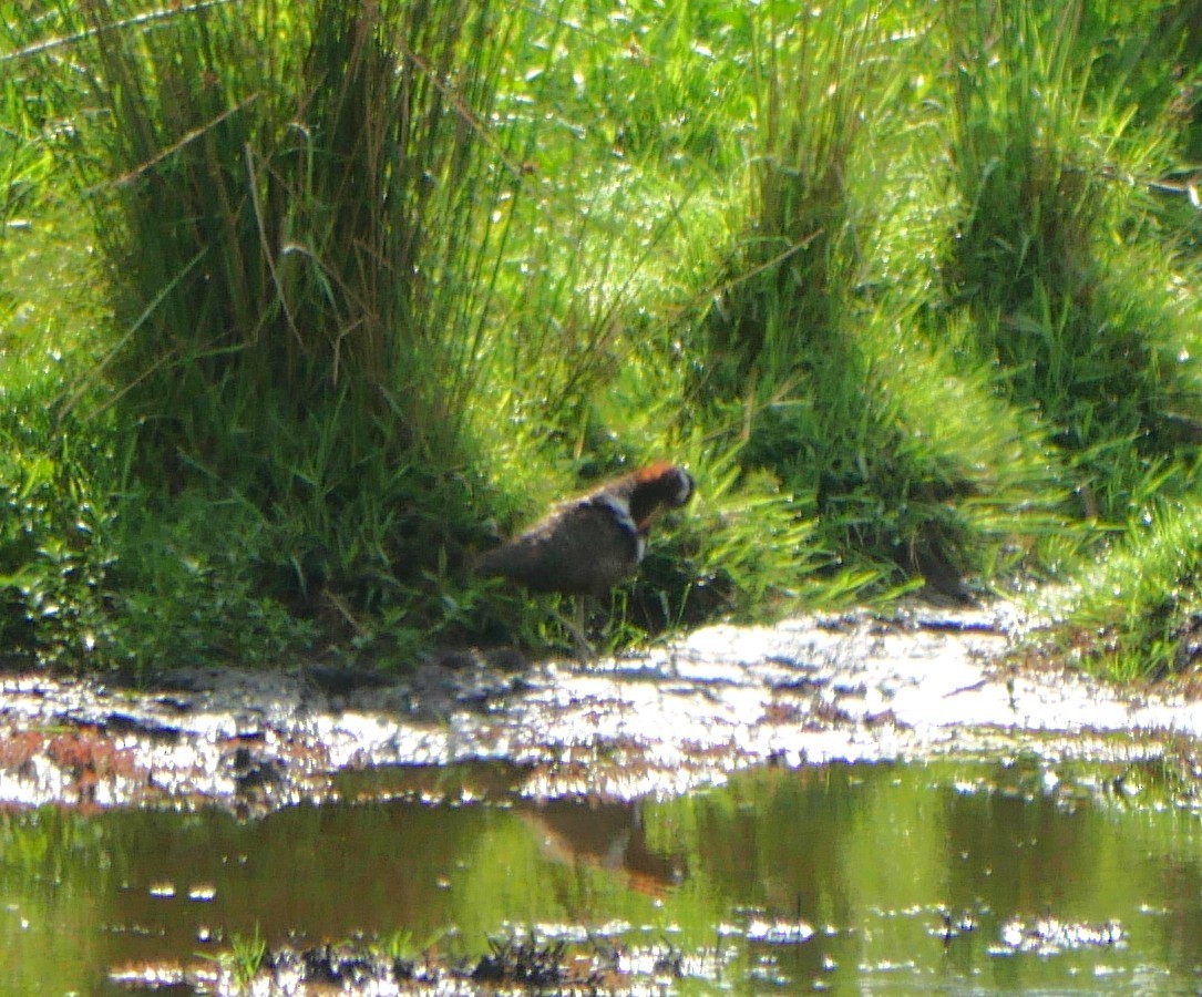 Australian Painted-Snipe - ML644507723