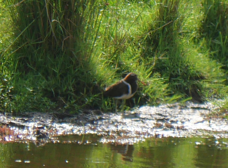 Australian Painted-Snipe - ML644507724