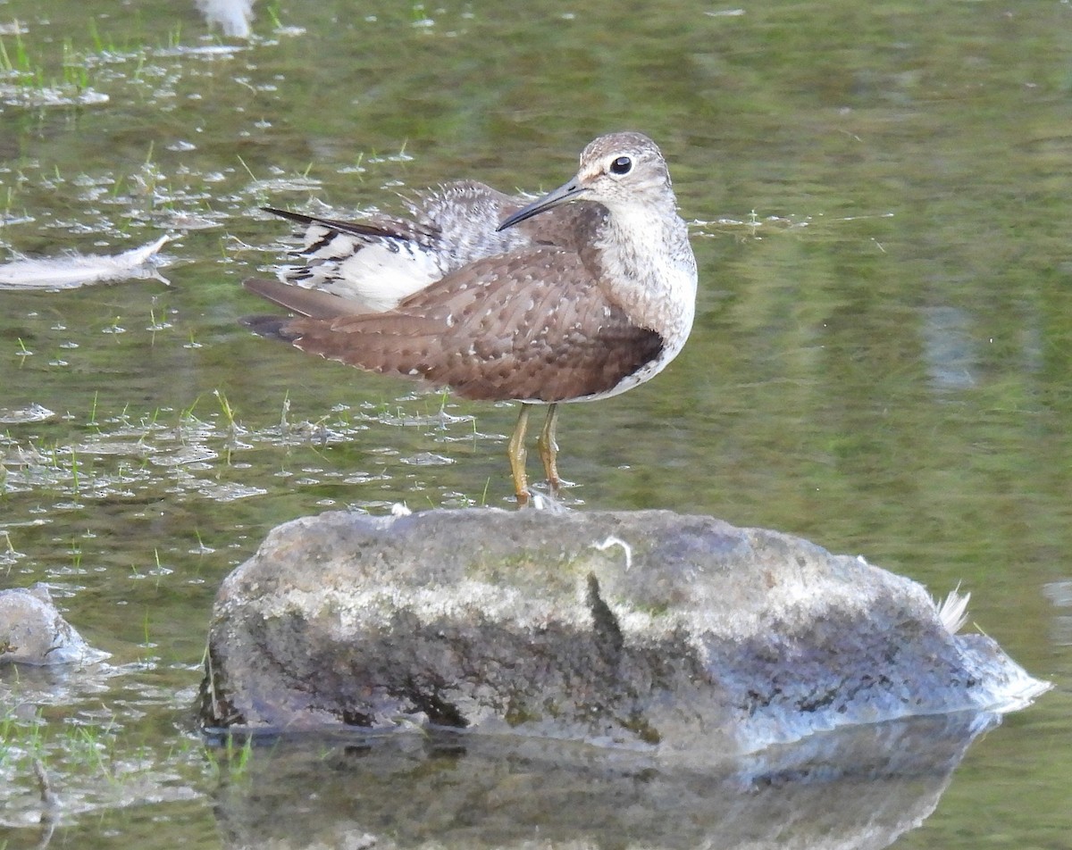 Solitary Sandpiper - ML644507731