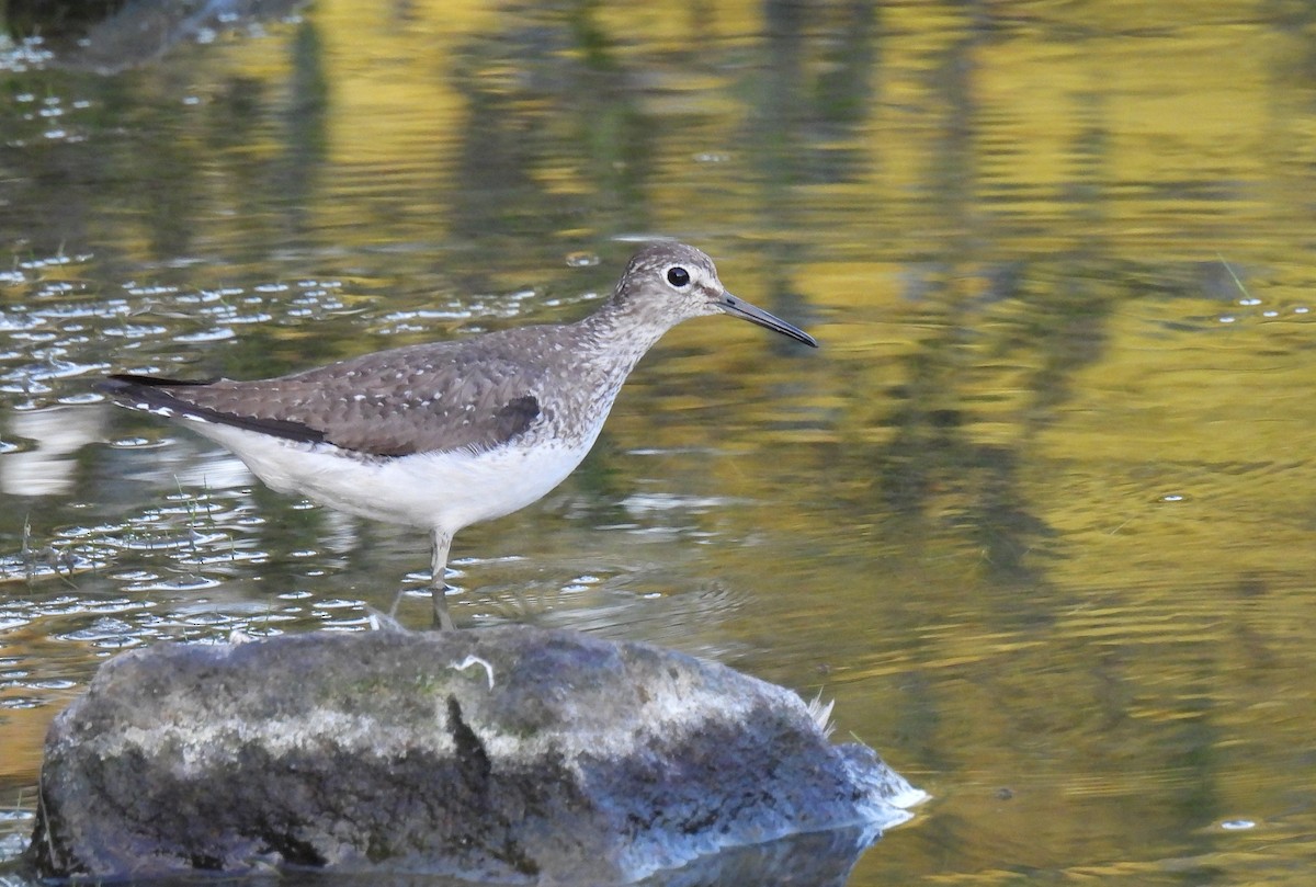 Solitary Sandpiper - ML644507732
