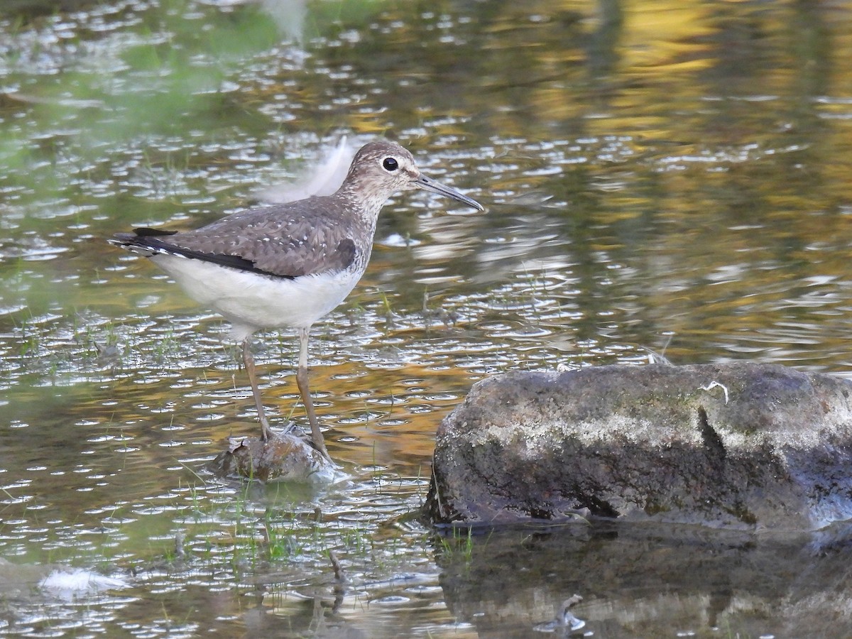 Solitary Sandpiper - ML644507733