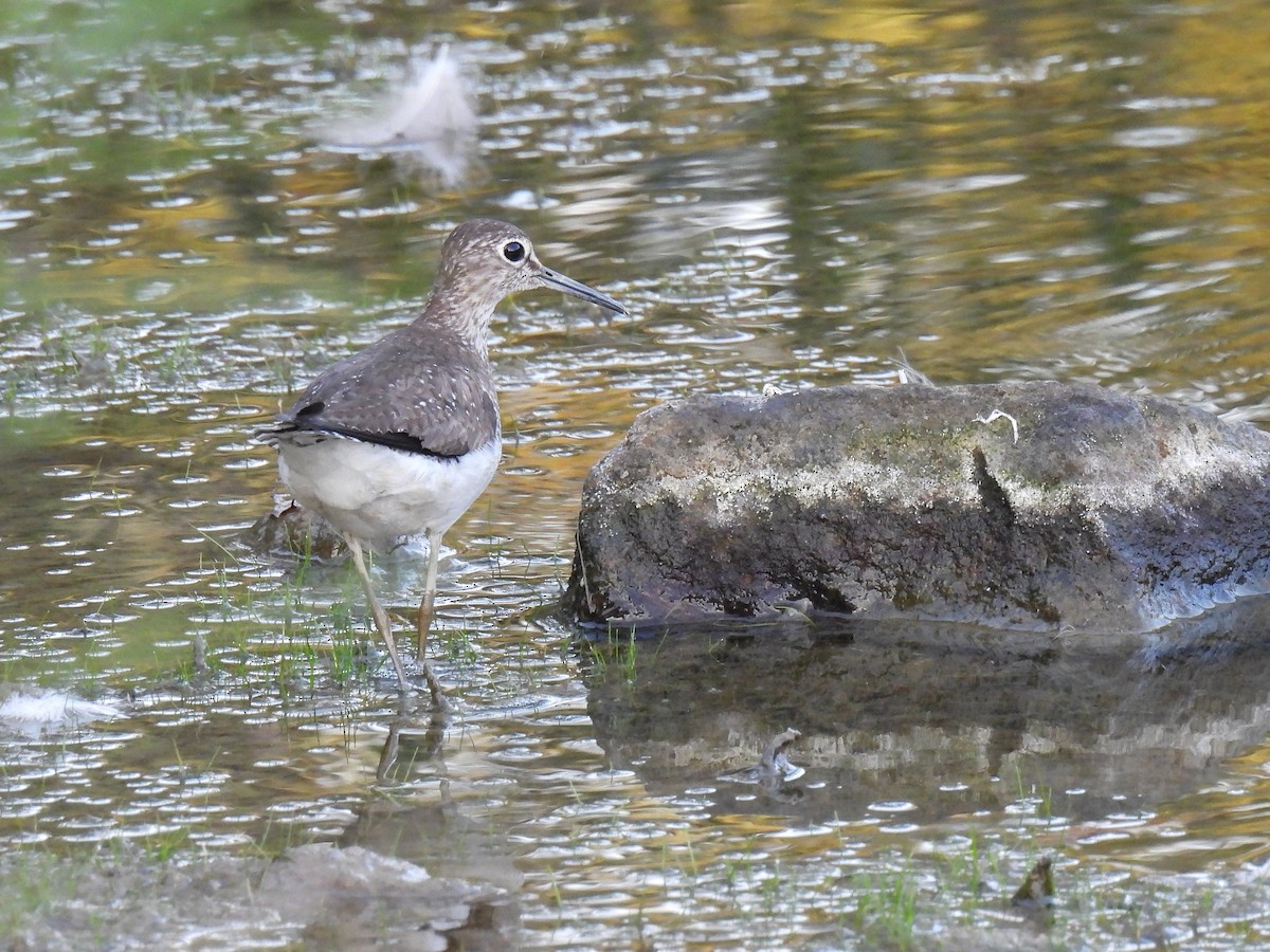Solitary Sandpiper - ML644507734