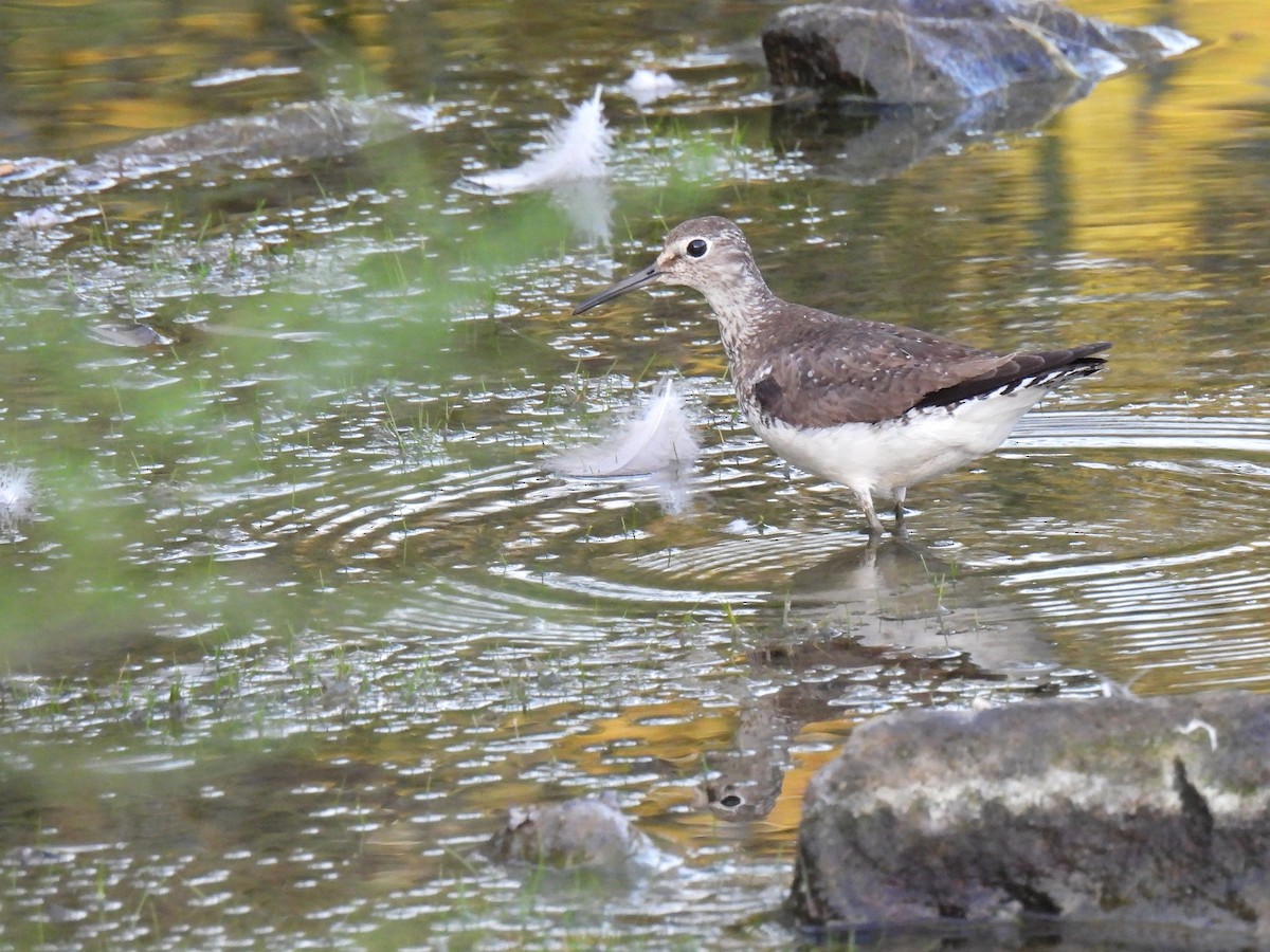 Solitary Sandpiper - ML644507735