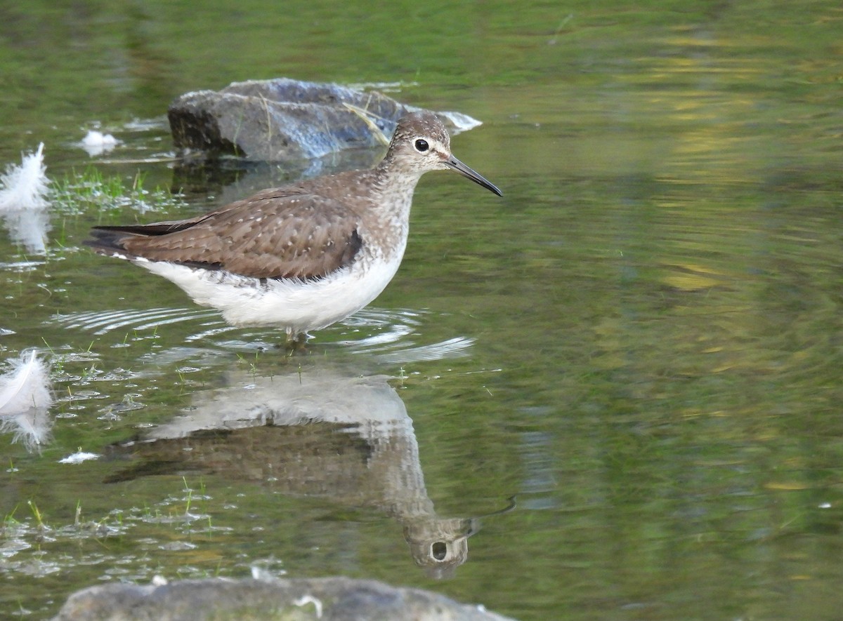 Solitary Sandpiper - ML644507736