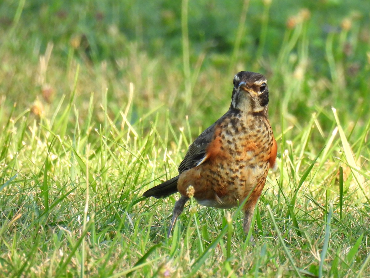 Merle d'Amérique - ML644507745