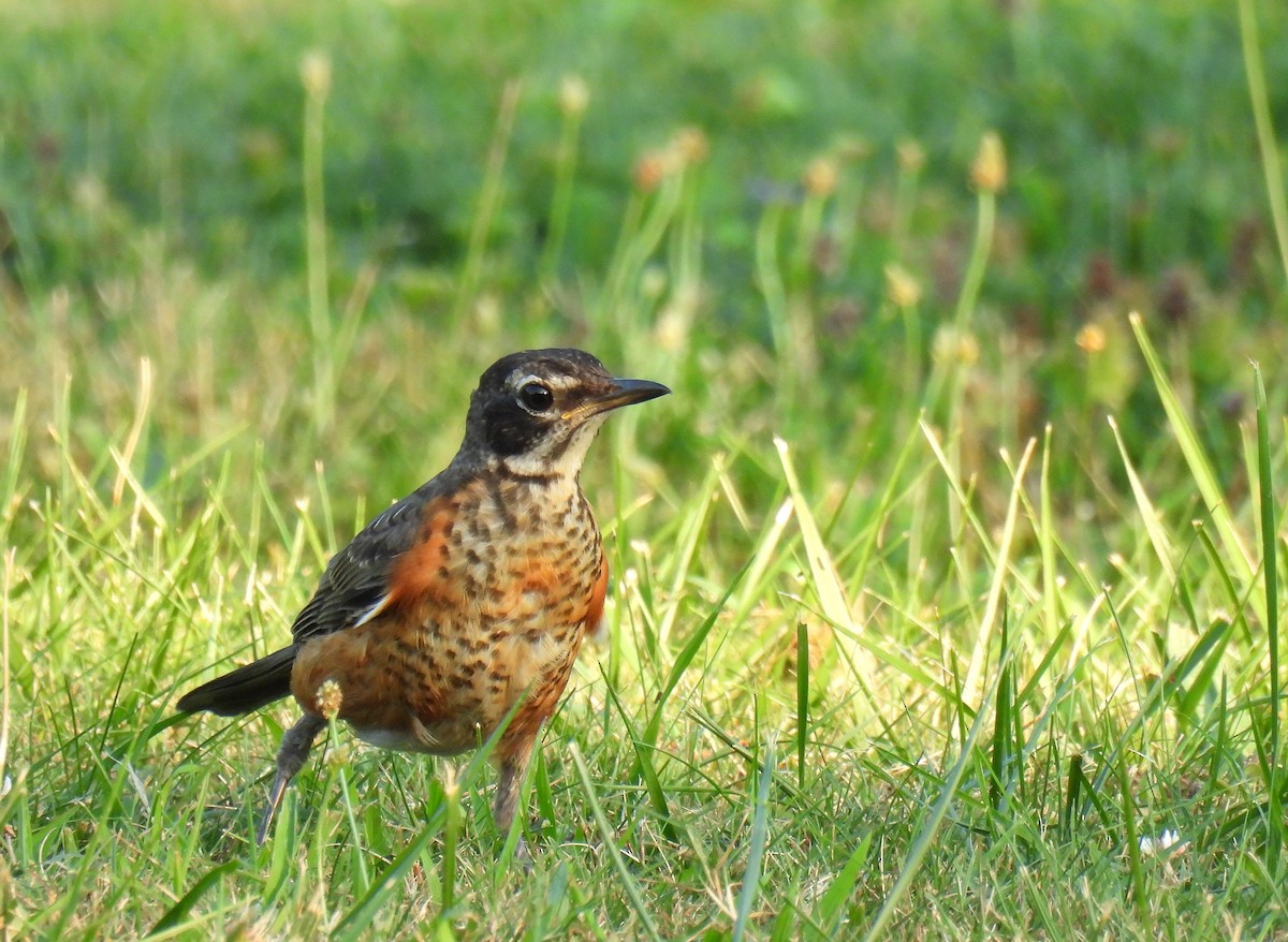 Merle d'Amérique - ML644507746
