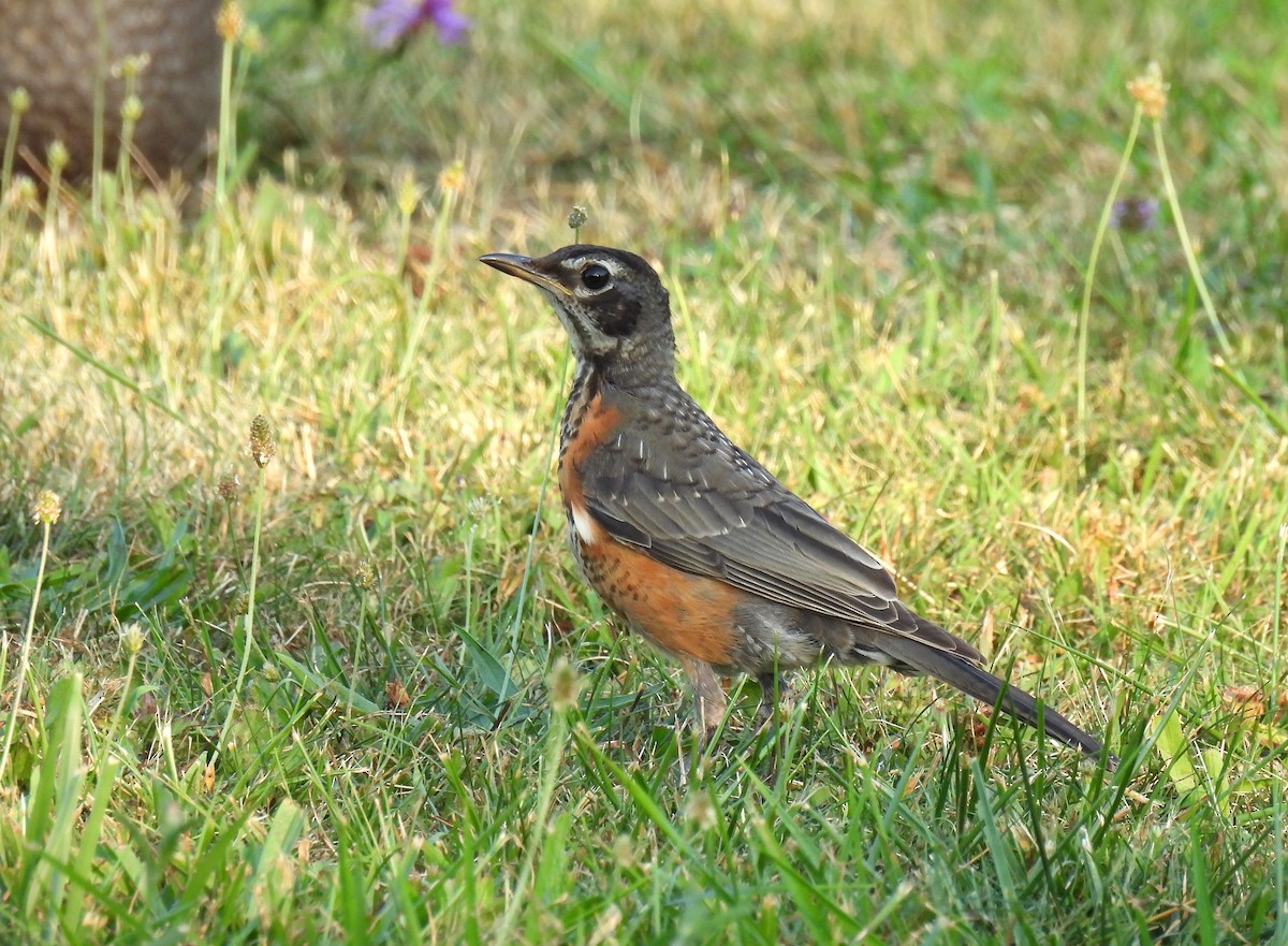 Merle d'Amérique - ML644507747