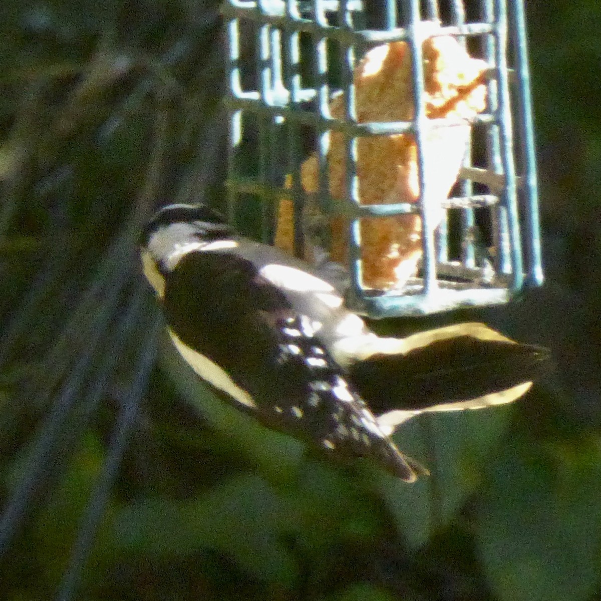 Pico Pubescente - ML644507753