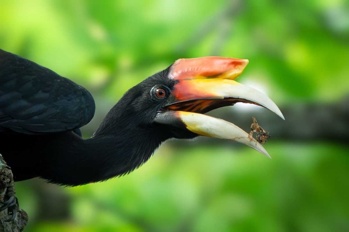 Rhinoceros Hornbill - ML644507797