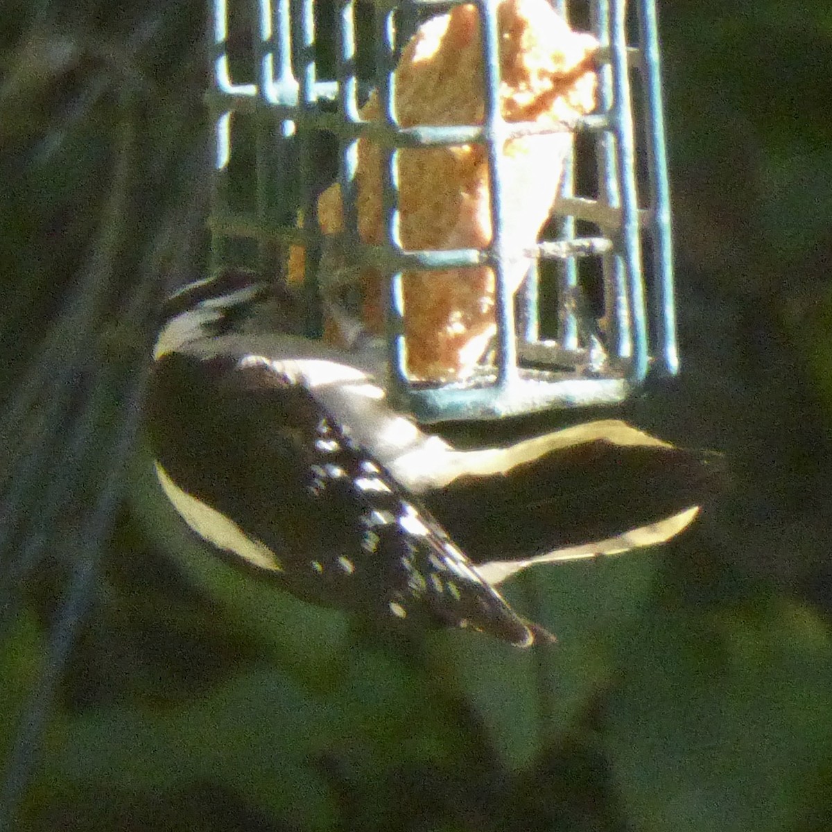 Pico Pubescente - ML644507802