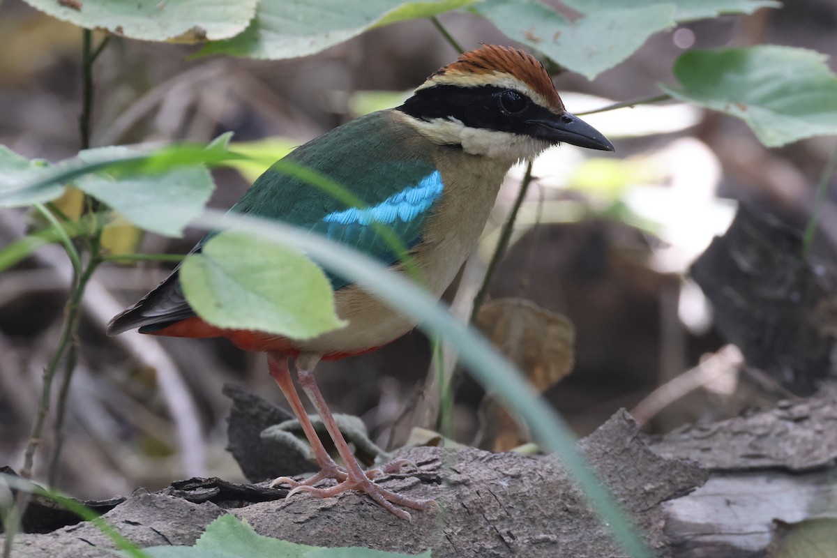 Fairy Pitta - ML644507808