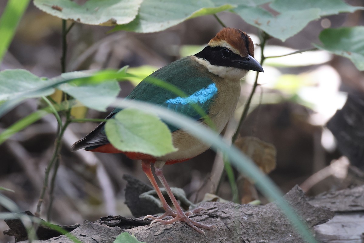 Fairy Pitta - ML644507809