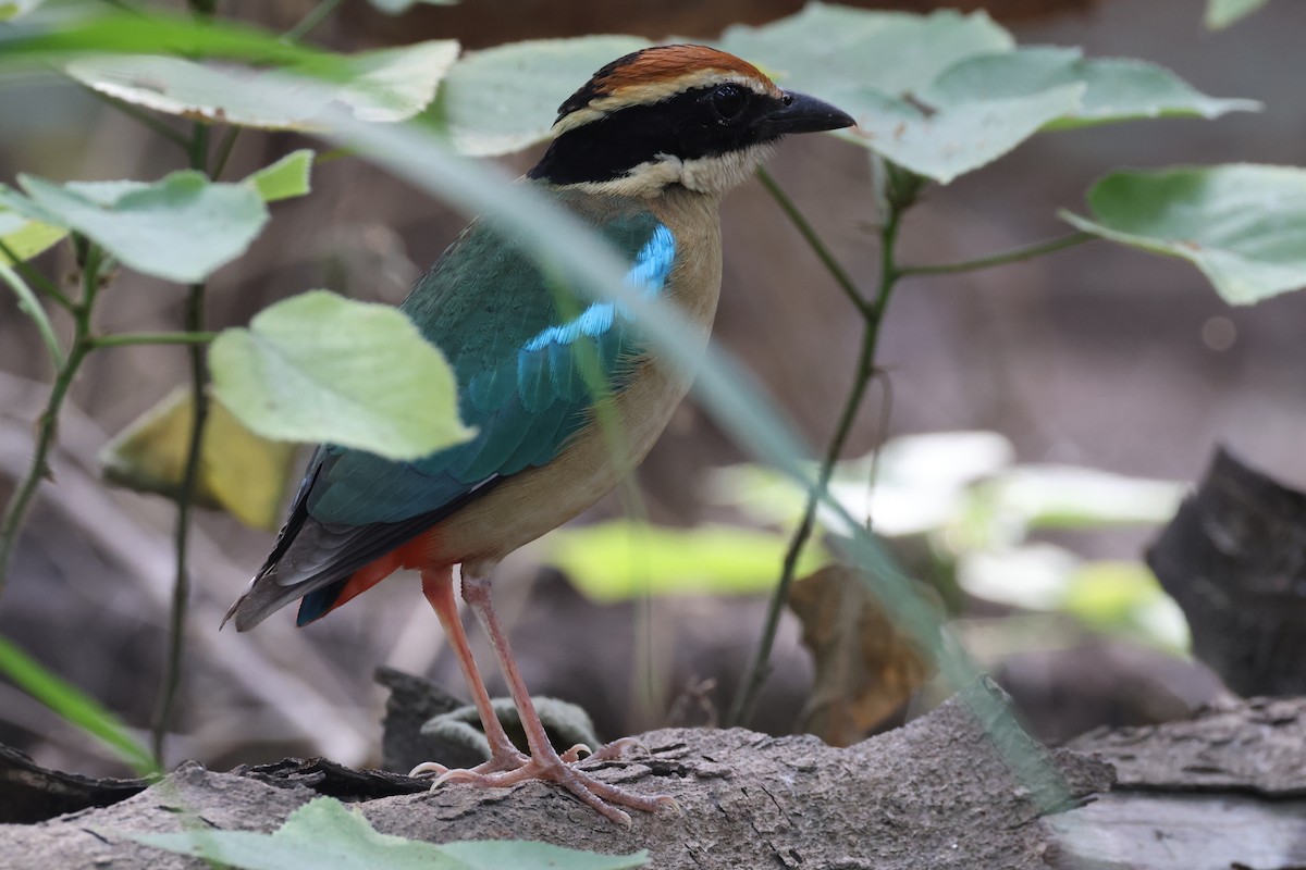 Fairy Pitta - ML644507810