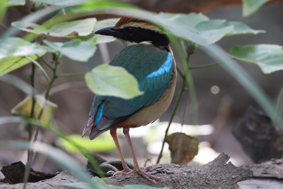 Fairy Pitta - ML644507811