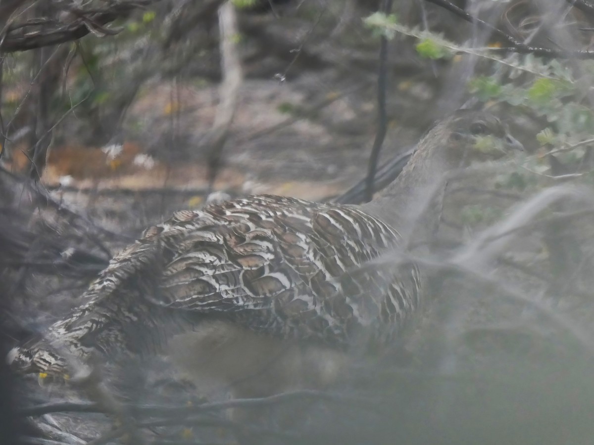 Malleefowl - ML644507869