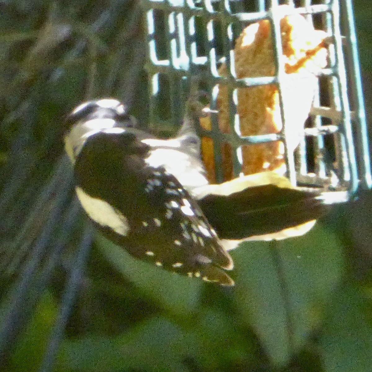 Pico Pubescente - ML644507871