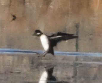 Гоголь-головастик - ML644507872