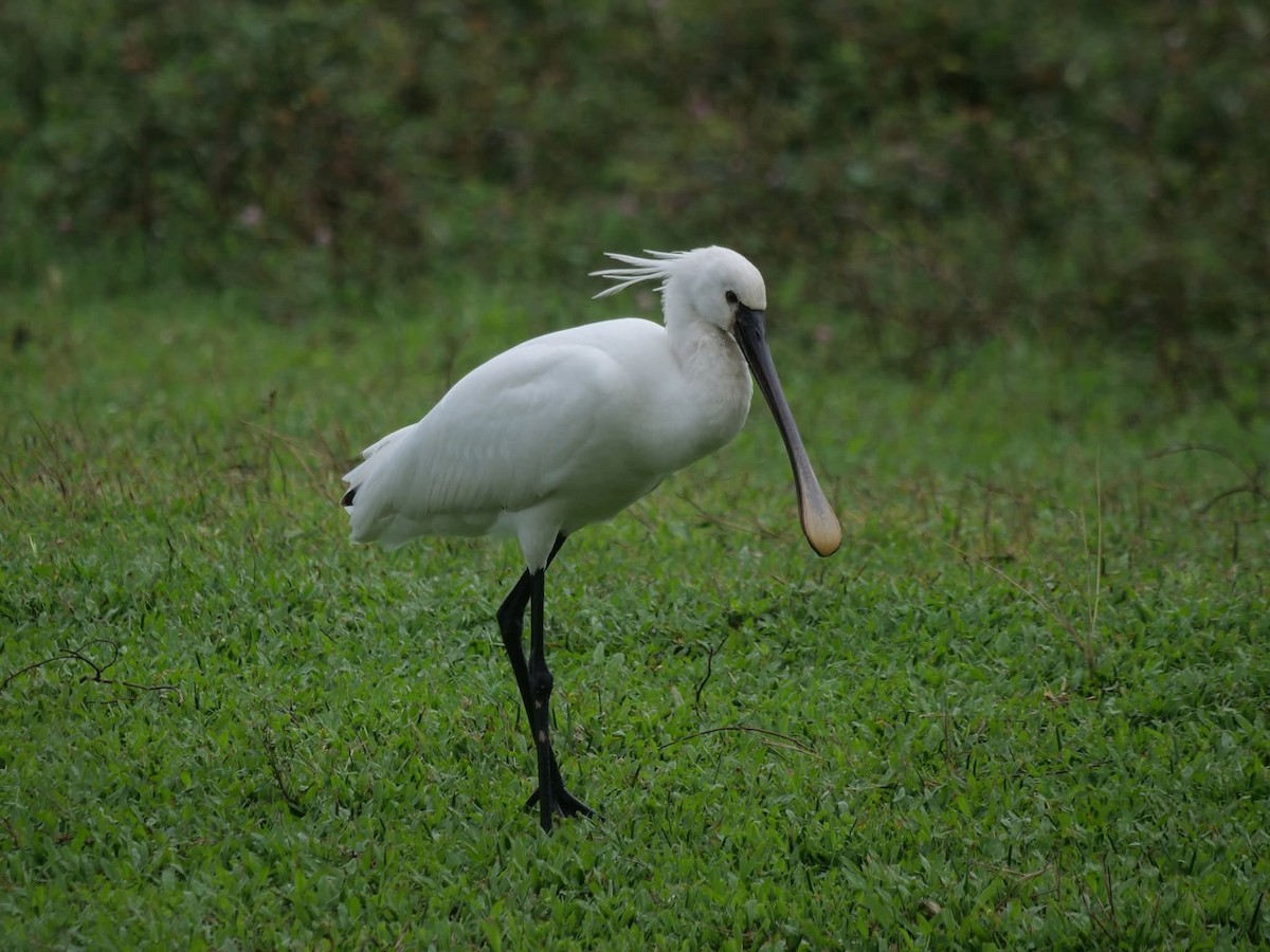 kolpík bílý - ML644507877