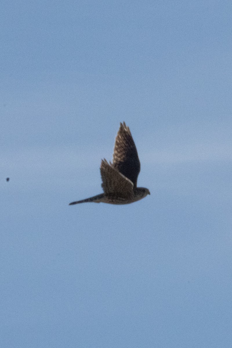 Дербник - ML644507881